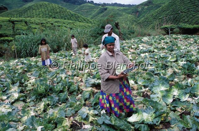 malaisie 15.JPG - Famille malaisienne d'origine indienne dans une plantation de chouxCameron HighlandsPerak Malaisie